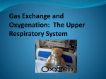 15_Gas Exchange and Oxygenation_Upper Respiratory System