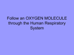 Respiratory - Oxygen Molecule - Haley Pilot School