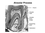 Alveolar Process - student.ahc.umn.edu