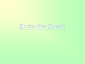 Endocrine System Lecture
