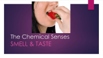 Lecture 9: The Chemical Senses
