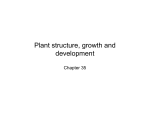 Plant structure, growth and development