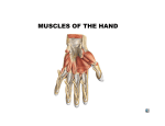 MUSCLES OF THE HAND