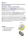 station lab cellular respiration