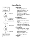 Steps in Digestion