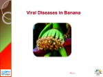 Viral Diseases in Banana