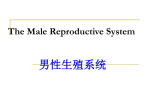 男生殖系统