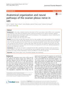 Anatomical organization and neural pathways of the ovarian plexus