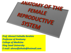 L3-Anatomy of the female reproductive system