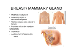 breast/ mammary gland