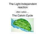 The Light Independent Reaction File