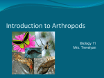 d. Arthropods