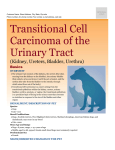 transitional_cell_carcinoma_of_the_urinary_tract