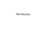 05 – TMJ Muscles