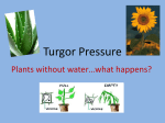 2016 Turgor Pressure