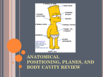 Anatomical Positioning Review