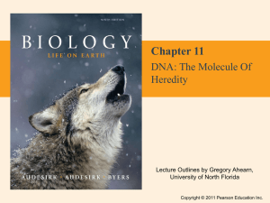 11.1 How Did Scientists Discover That Genes Are Made of DNA?