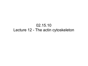 02.13.06 Lecture 12 - The actin cytoskeleton