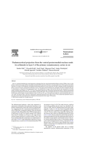 Thalamocortical projection from the ventral posteromedial nucleus
