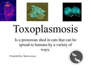 Toxoplasmosis - Dr. Brahmbhatt`s Class Handouts