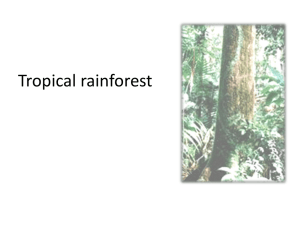 Tropical rainforest