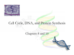 Cell Cycle, DNA, and Protein Synthesis