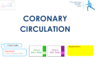 14.coronary circulation