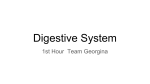 DigestiveSystem5thGeorgina