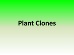 Plant Clones