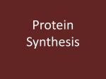 Protein synthesis File