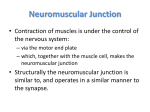 Neuromuscular junction File