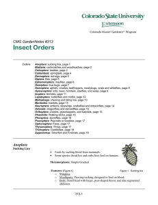 313 Insect Orders - Colorado State University Extension
