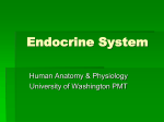 Endocrine System - University of Washington