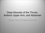 Deep Muscles of the Thorax, Anterior Upper Arm, and Abdomen