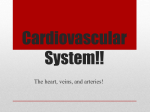 Cardiovascular System!!
