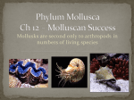 Phylum Mollusca Ch 12 * Molluscan Success