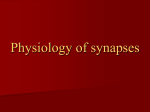 06 Physiology of synapses
