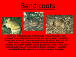 Bandicoots - E602S22010