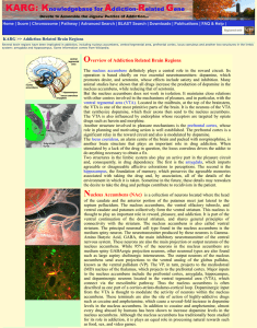 Overview of Addiction Related Brain Regions Nucleus Accumbens