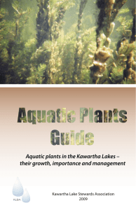 Aquatic plants in the Kawartha Lakes – their