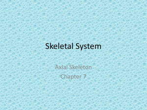 Axial Skeletal System