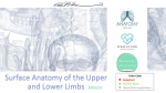 22-Surface Anatomy of the Upper and Lower Limbs2017-01