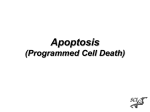 p53 and Apoptosis - Website Staff UI