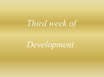 Third week o Development