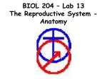 BIOL 204 – Lab 13 The Reproductive System