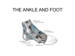 ankle_muscle