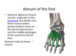 Front of the leg and dorsum of the foot