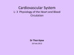 Ch 21: Cardiovascular System - The Heart