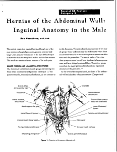 Hernias of the Abdominal Wall: Inguinal Anatomy in the Male
