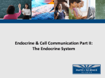 02 Endocrine and Cell Communication